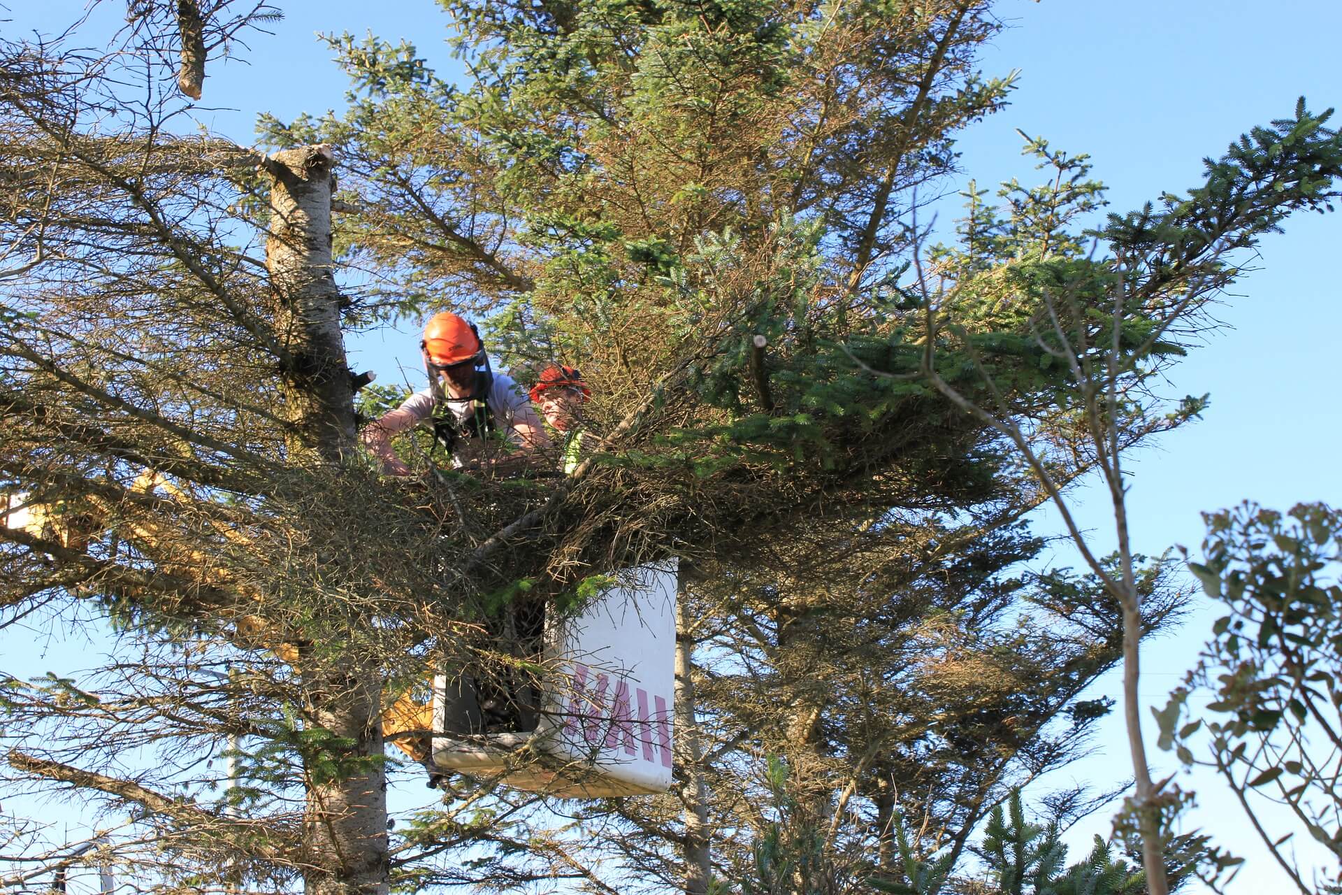 The Different Methods of Tree Surgery Treesaw