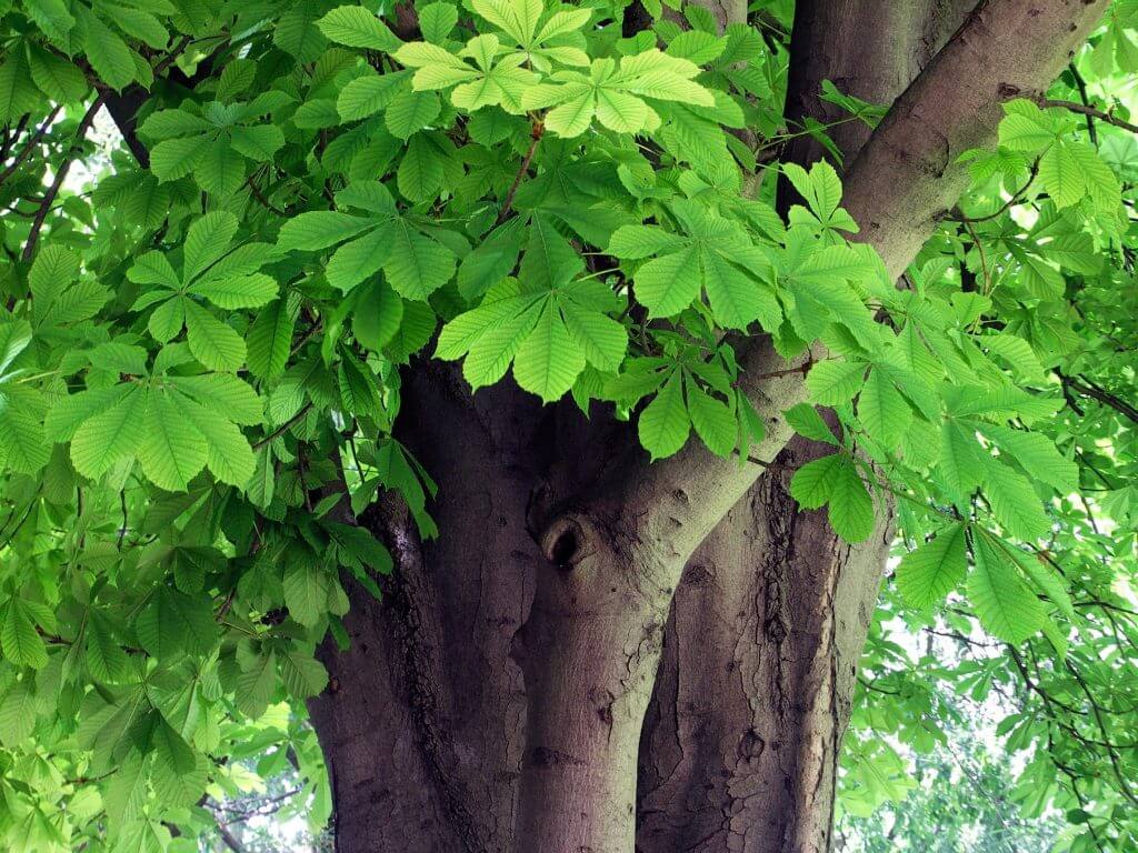 A photo of a horse chestnut tree with healthy green leaves showing no signs of disease
