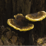 Fungi Removal