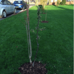 planting tree