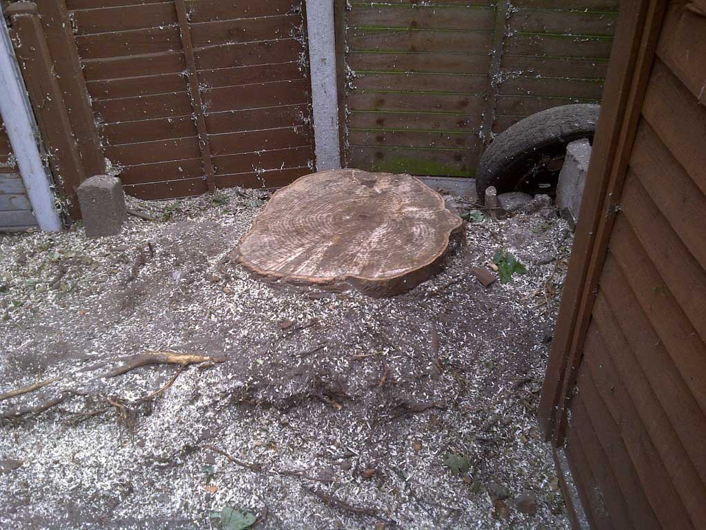 An image of a singular tree stump next to a fence in a domestic garden.