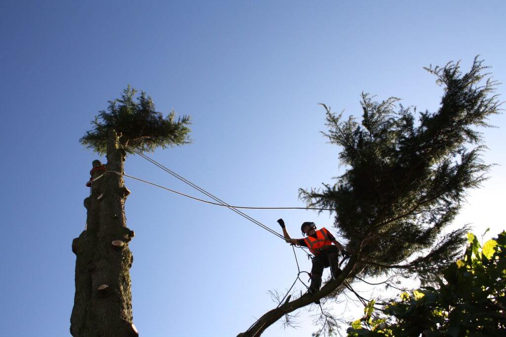 An image of an arborist working at height on a large tree.