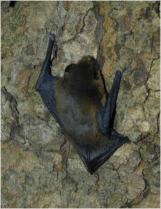 bat