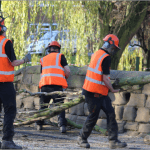 Our Tree Surgeons