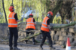 Our tree surgeons carrying large tree