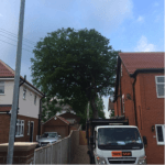 A white treesaw van in front of a newly pruned fruit tree