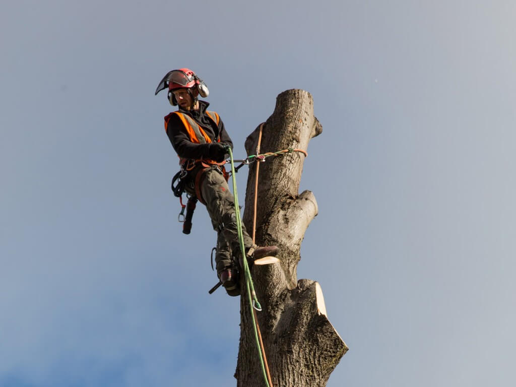 A tree surgeon atop a tree carrying our routine tree surgery