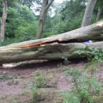 Meanwood evidence of tree decline