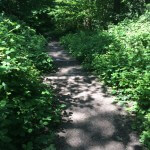 Landscaping of Meanwood after tree felling