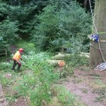 An image of tree felling taking place in Meanwood, Leeds by the tree surgeons at Treesaw.