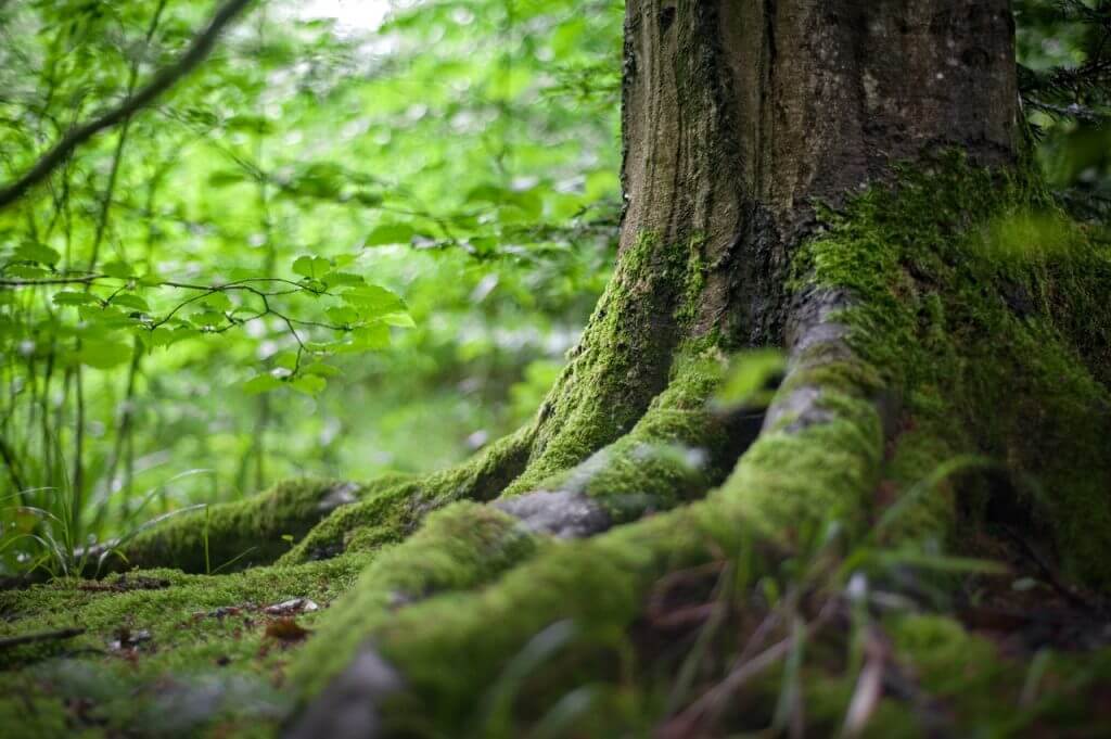 A close up image of the roots of a large tree in a forest, with moss on them.
