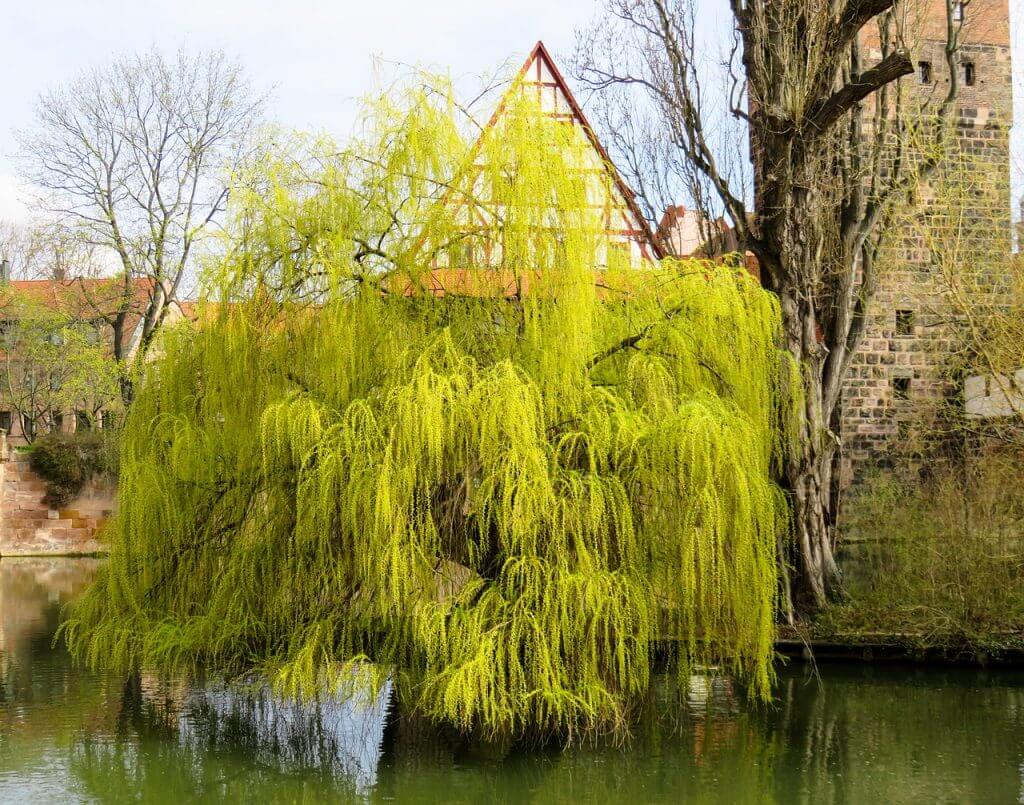 A photo of a healthy weeping willow tree draping over a lake