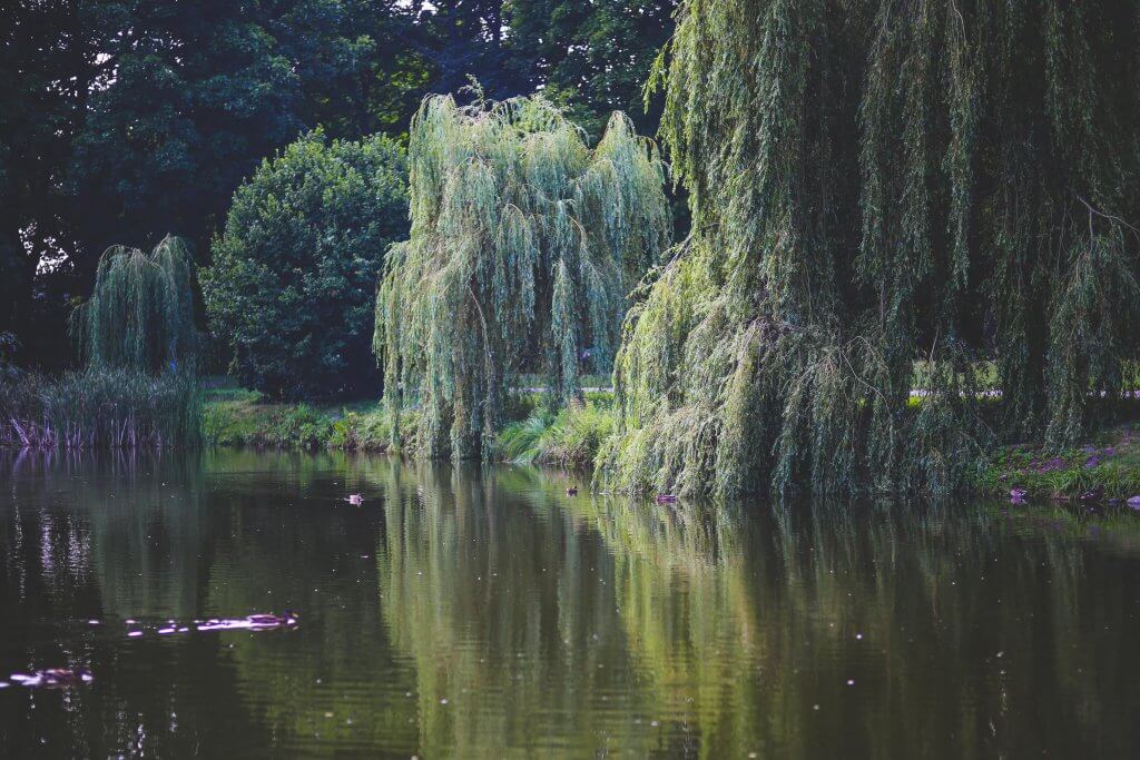 An image of several weeping willow trees by a lake.