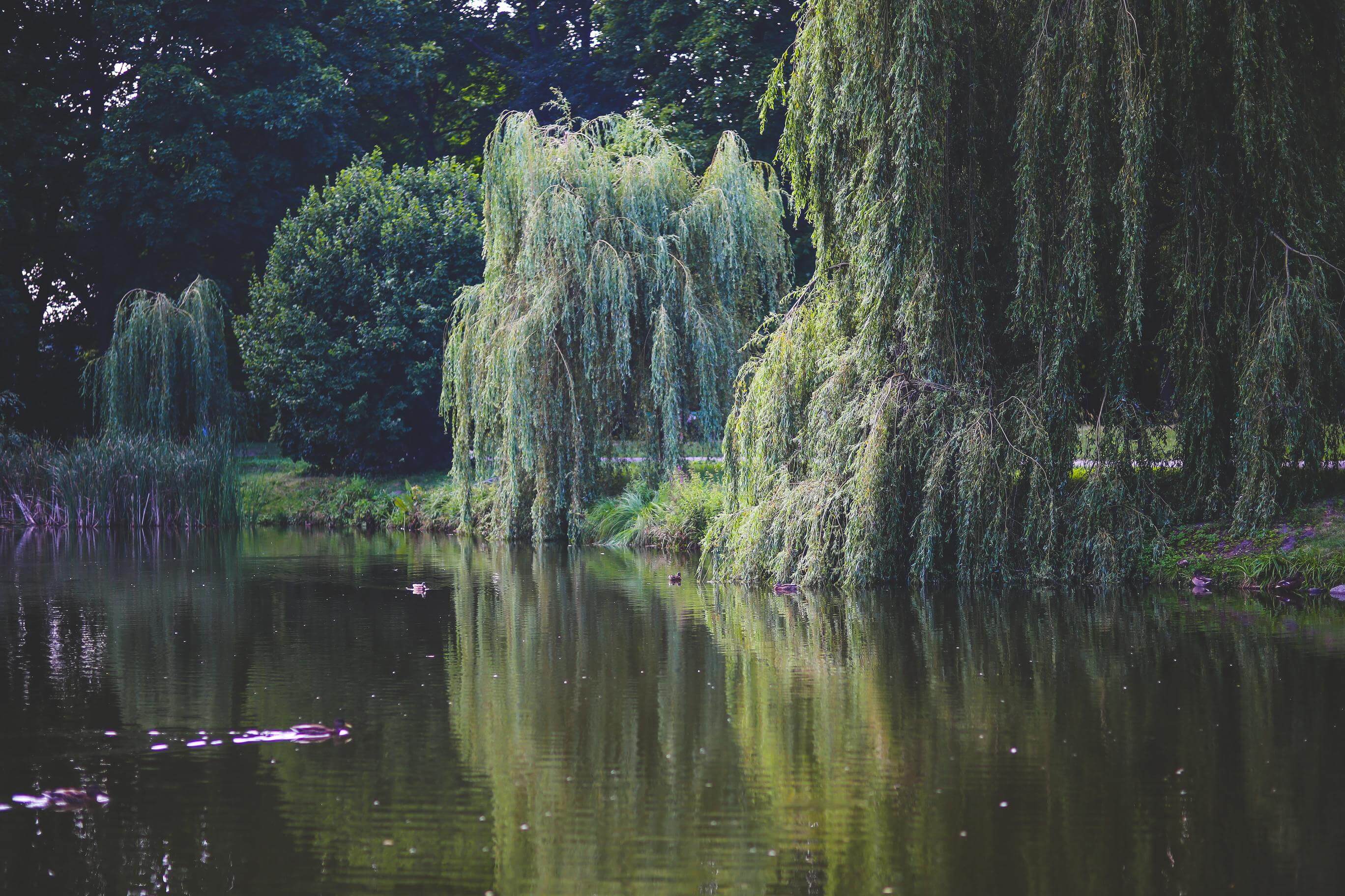 Pruning Willow Trees - Treesaw