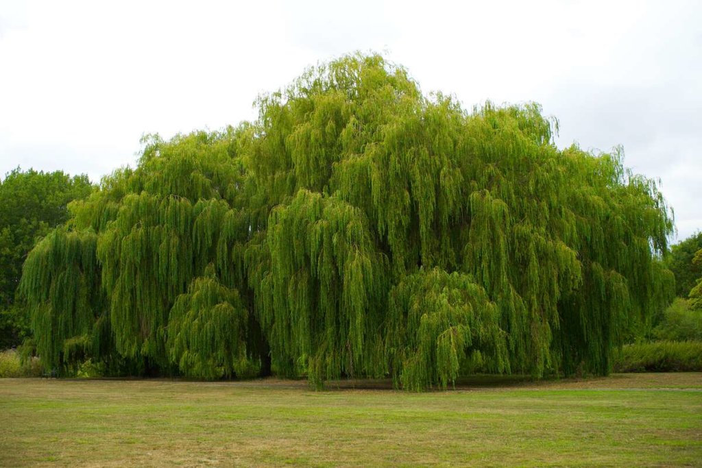 a large willow in a meadow