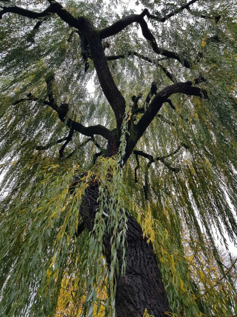 looking up into a willow tree
