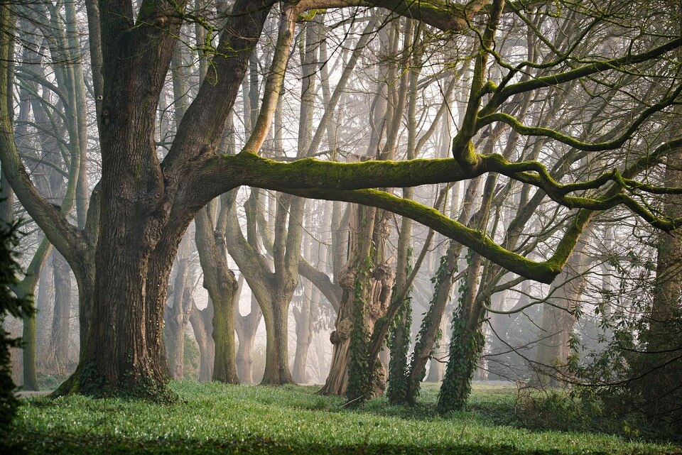 An image of a forest.
