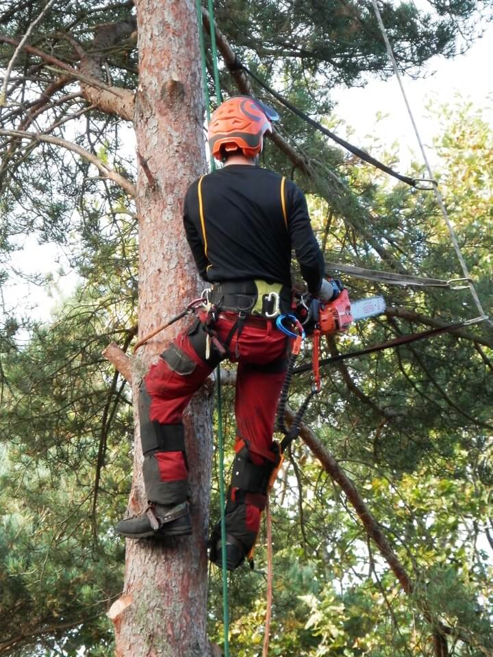 An image of a qualified tree surgeon climbing a tree, wearing safety gear.