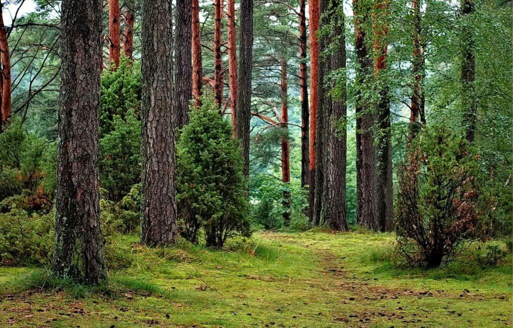 An image of several trees in a woodland.