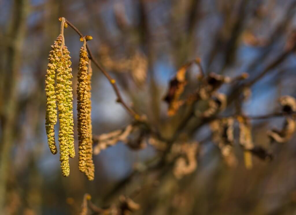 An image of the fruits of an alder tree.