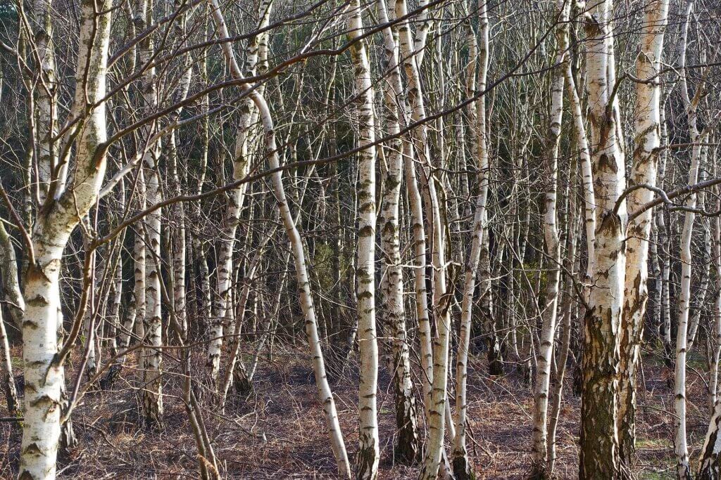 An image of several silver birch trunks.
