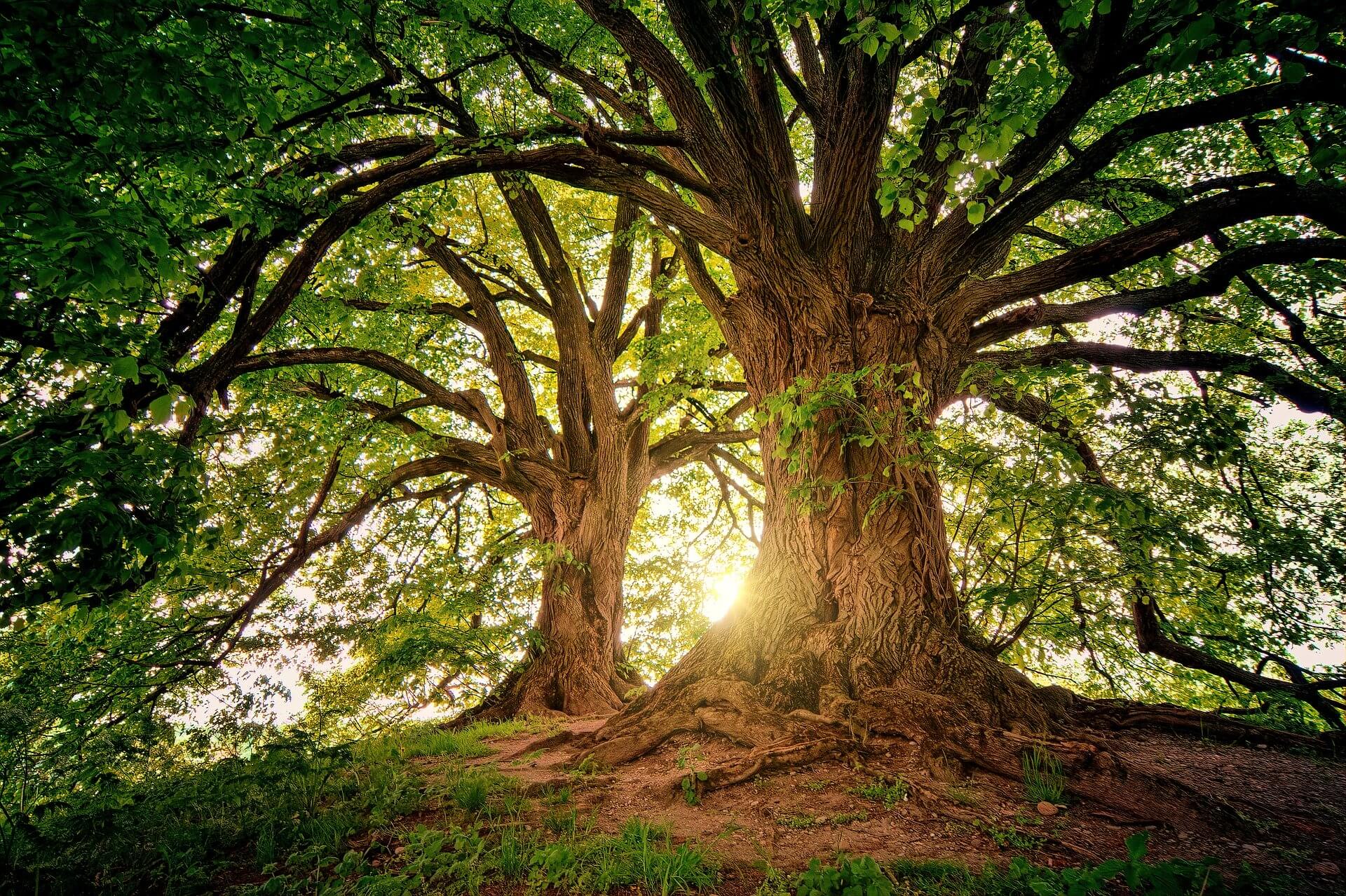Britain's Most Common Trees - Treesaw