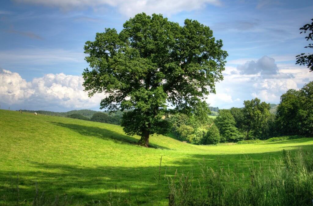 An image of an oak tree.