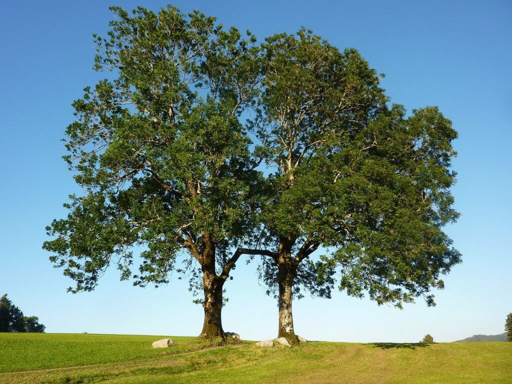 An image of two Ash trees.