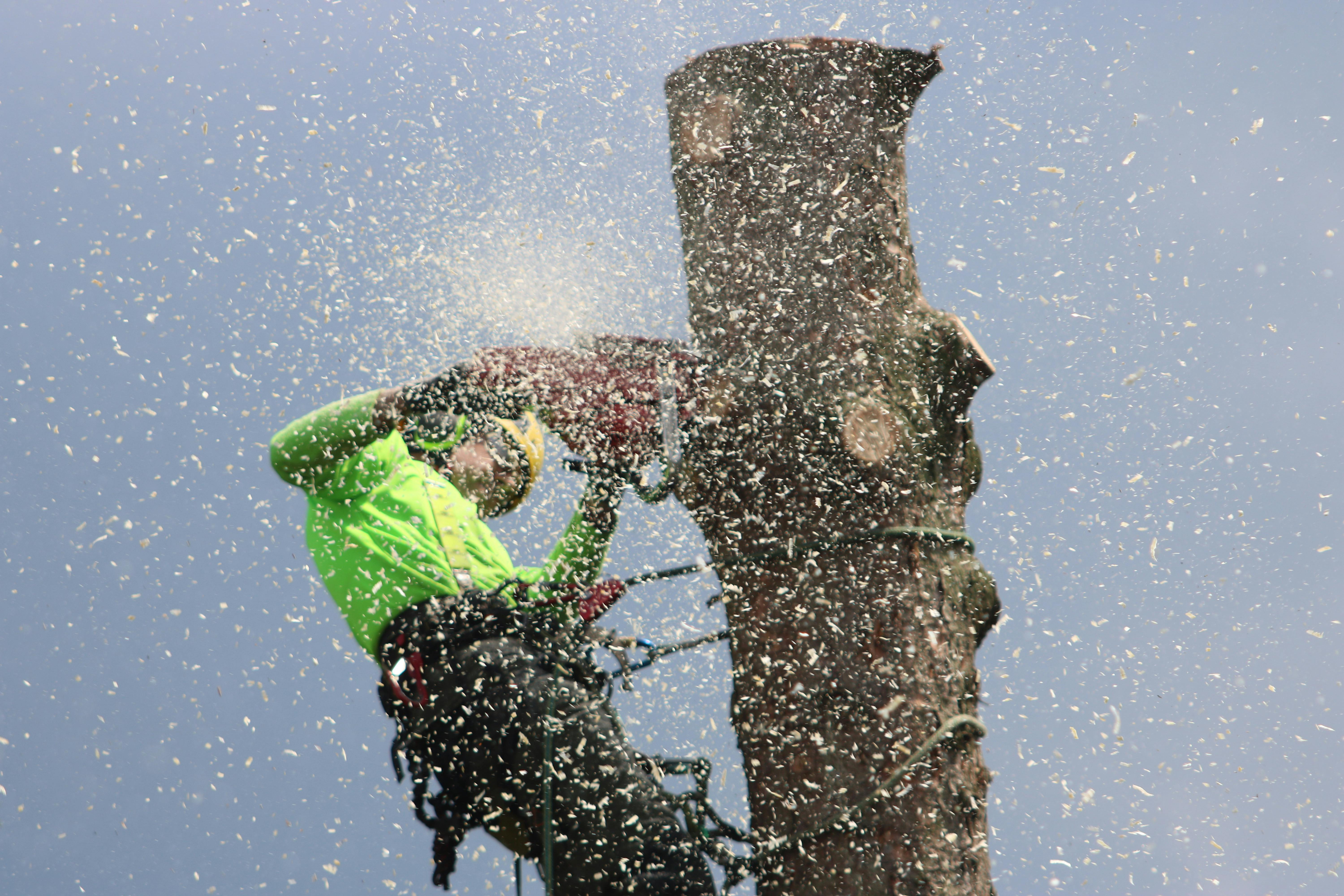 Male Tree Surgeon chain sawing a tree