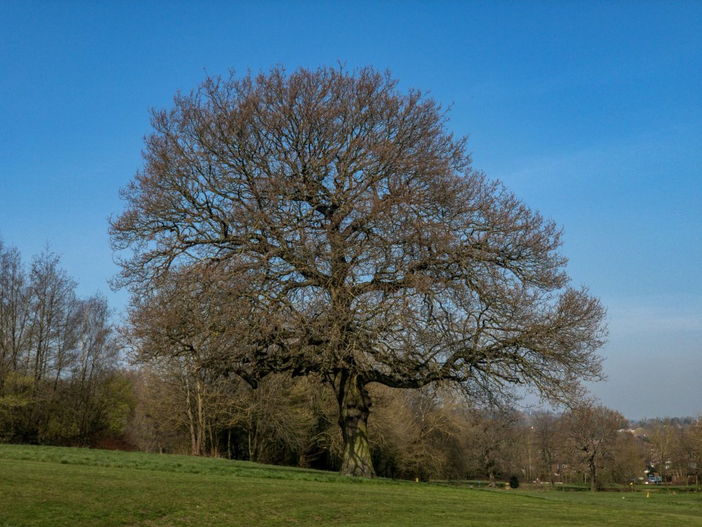 A tree centered in the middle of a field