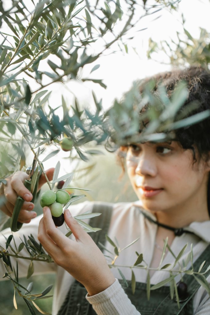 woman pruning an olive tree in the mediterranean