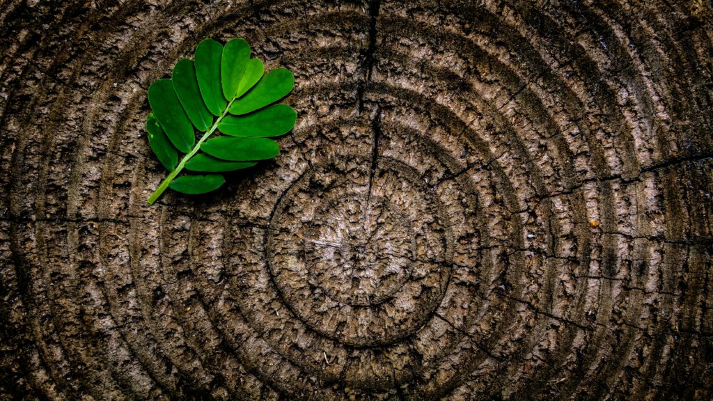 arborist-vs-tree-surgeons
