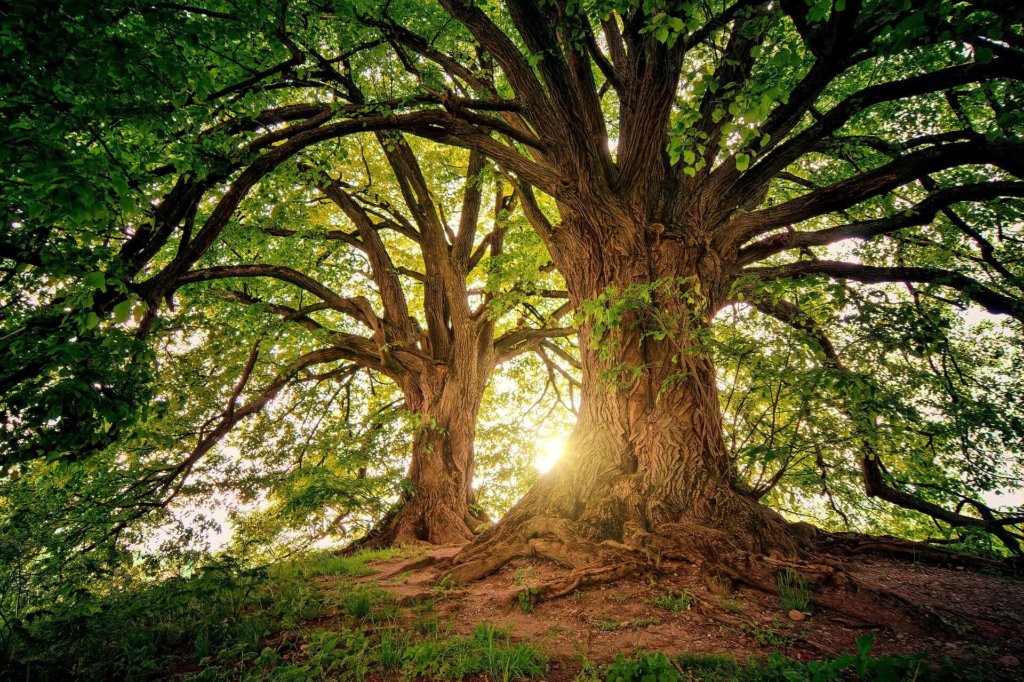tree roots and foundations