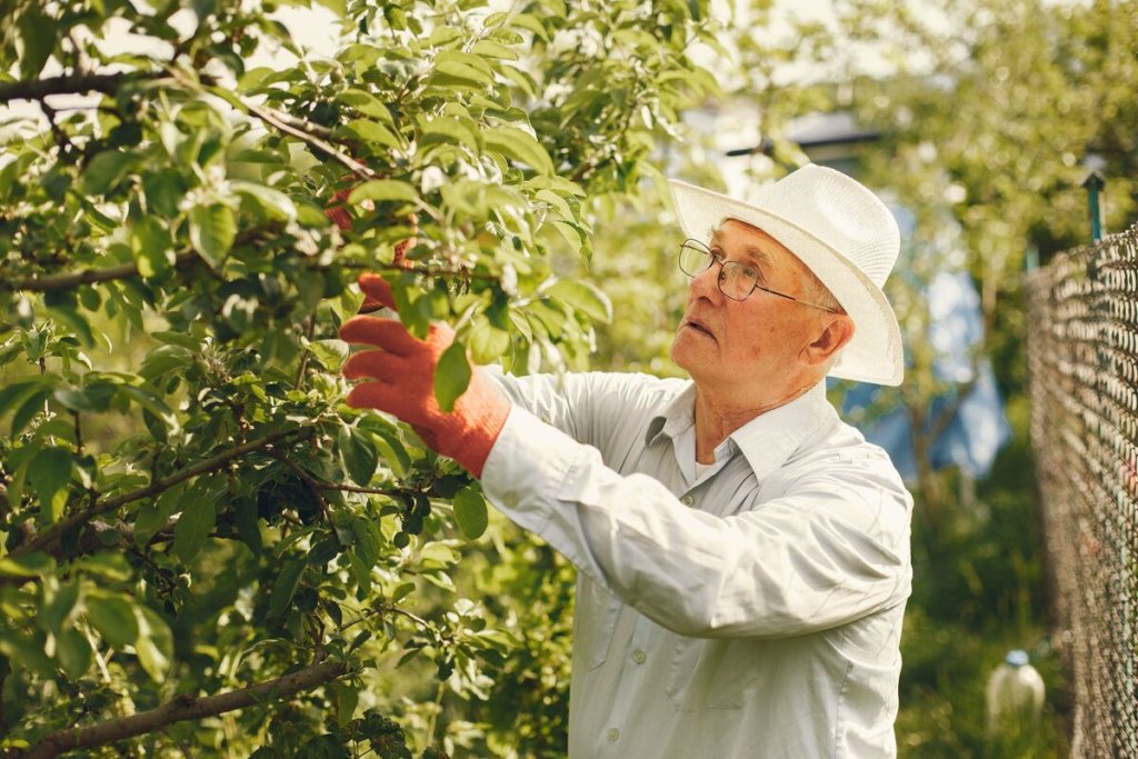old man pruning a Plum Tree in Summer