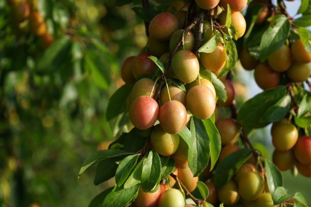 Plums growing on a tree, no quite ripe yet