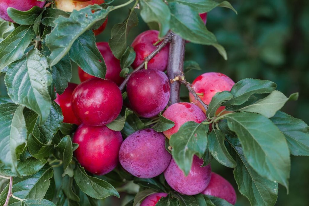Ripe Plums hanging on a tree
