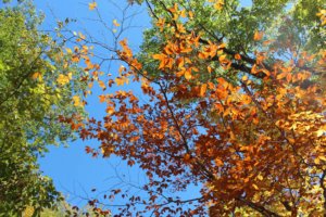 brown leaves in summer