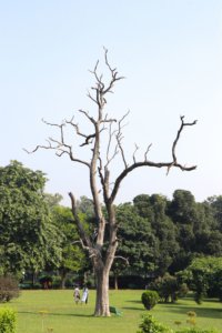 unsafe dead branch with bench underneath