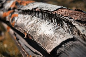 cracked bark