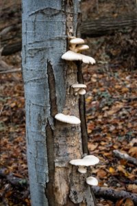 fungus in tree crack